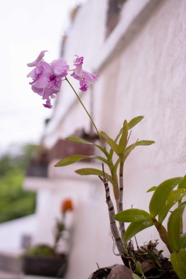 Azamat Self-Catering Apartment Pointe La Rue Zewnętrze zdjęcie